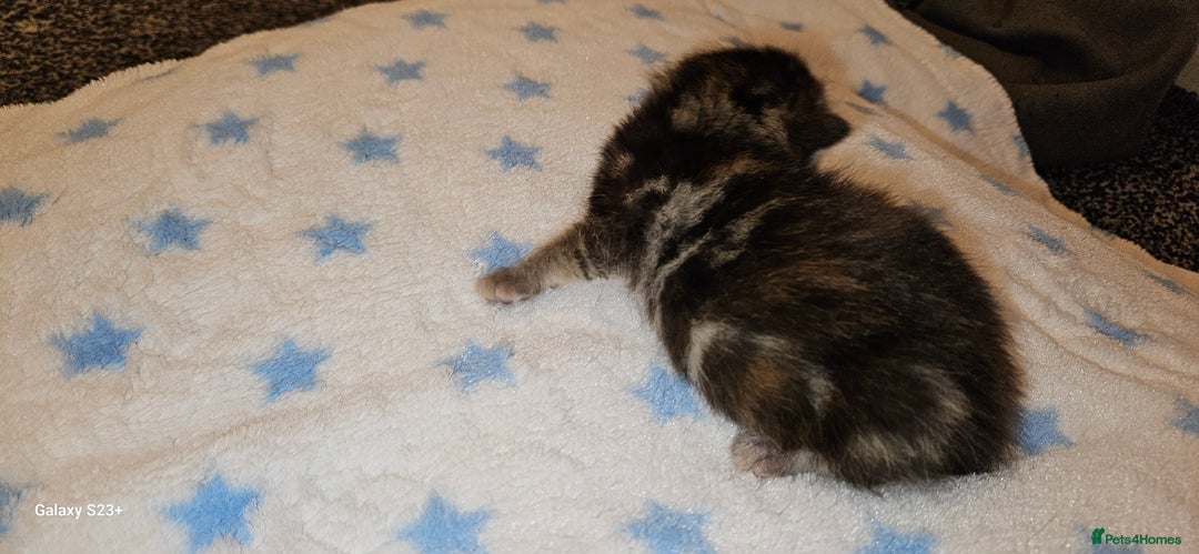 Mixed Breed cats for sale: 5 Bengal x Kittens–Glitter Coats,Beautiful Colours - Image 7