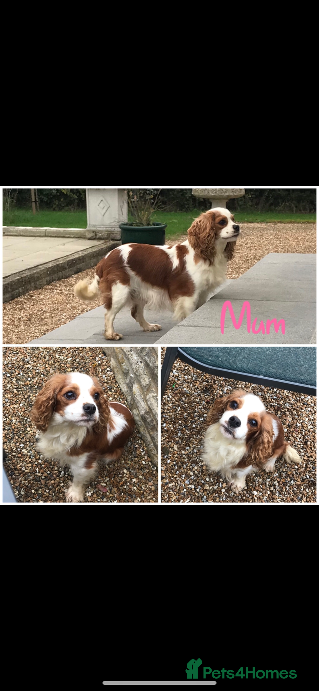 Cavapoo dogs for sale: Extensively health tested Cavapoo pups - Advert 16