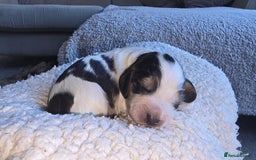 Cocker Spaniel dogs for sale: KC Registered Cocker Spaniels ready for Christmas - Image 10
