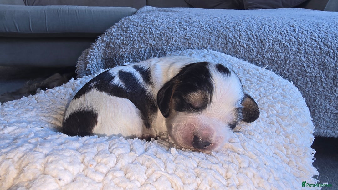 Cocker Spaniel dogs for sale: KC Registered Cocker Spaniels ready for Christmas - Image 10