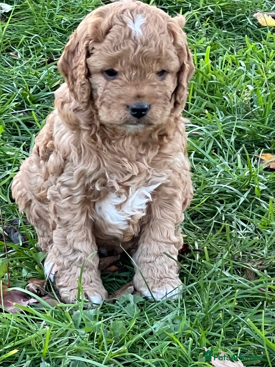 F1b Cockapoos 5⭐️ Licensed Breeder DNA Clear for sale in