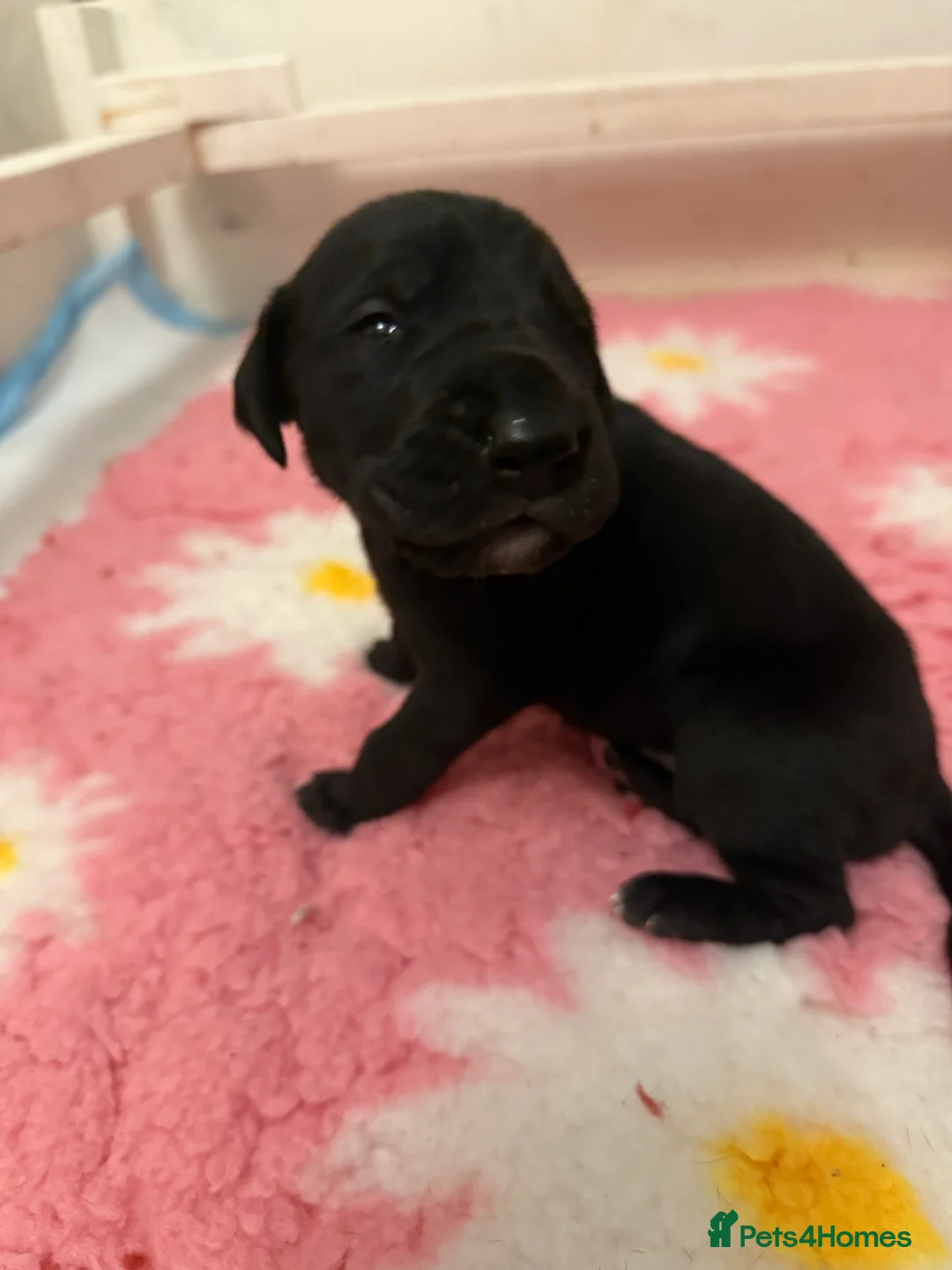 Great Dane dogs for sale: Stunning pure bred Great Dane puppies in St. Ives - Advert 20