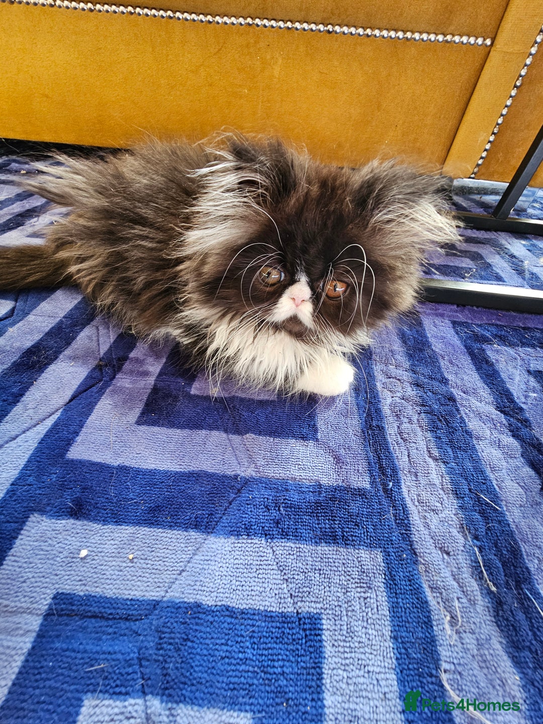 Persian cats for sale: *Reduced*persian kittens for sale 😍 *ready now - Image 14