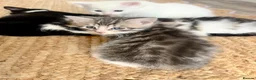 Siberian cats for sale: Fluffy kittens  - Advert 15