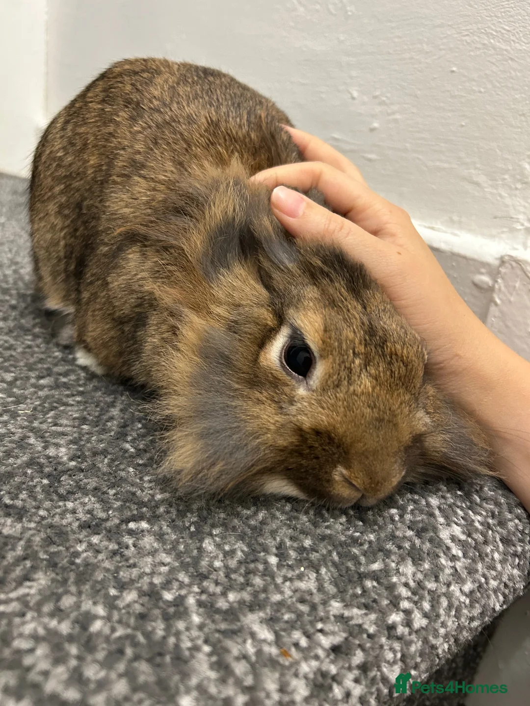 Dutch rabbits for sale: Two Micro-chipped bunnies vaccinated Rabbits - Advert 5
