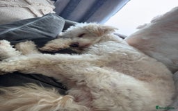 Maltipoo dogs for sale: Gorgeous Maltipoo boy  - Image 2