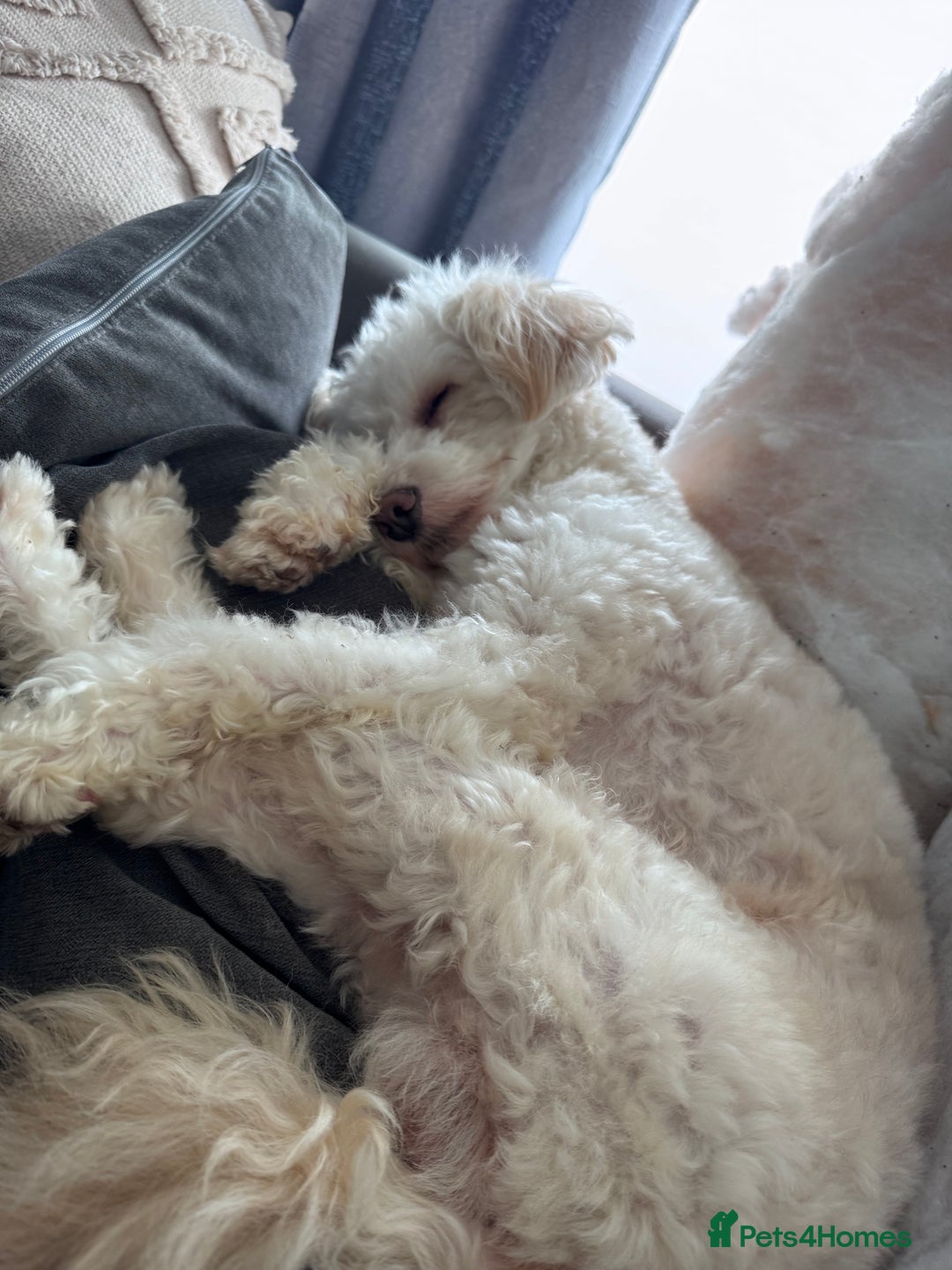 Maltipoo dogs for sale: Gorgeous Maltipoo boy  - Image 2