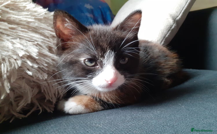 Domestic Shorthair cats - Advert 4