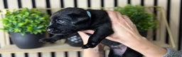 Labrador Retriever dogs for sale: Labrador puppies   - Advert 17