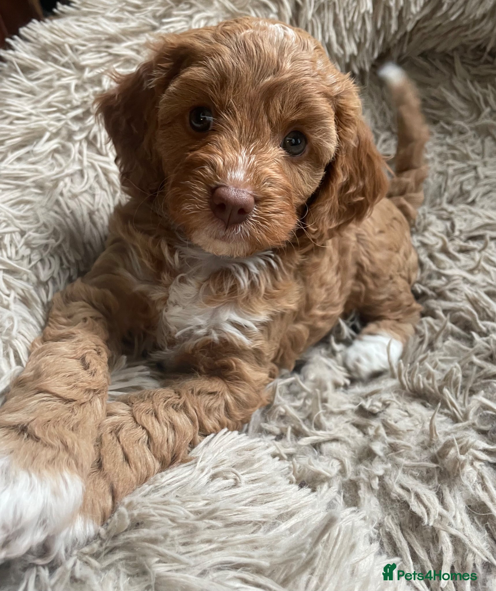 Cavapoo dogs F1 CHOCOLATE Cavapoo’s EXTENSIVELY H/T - Advert 3