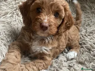 Cavapoo dogs F1 CHOCOLATE Cavapoo’s EXTENSIVELY H/T - Advert 6