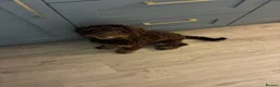 Cockapoo dogs for sale: 6 month old cockerpoo  in Burton-on-Trent - Advert 2