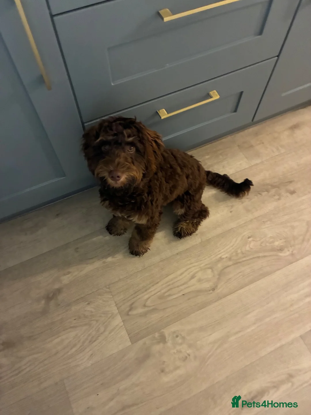 Cockapoo dogs for sale: 6 month old cockerpoo  in Burton-on-Trent - Advert 2