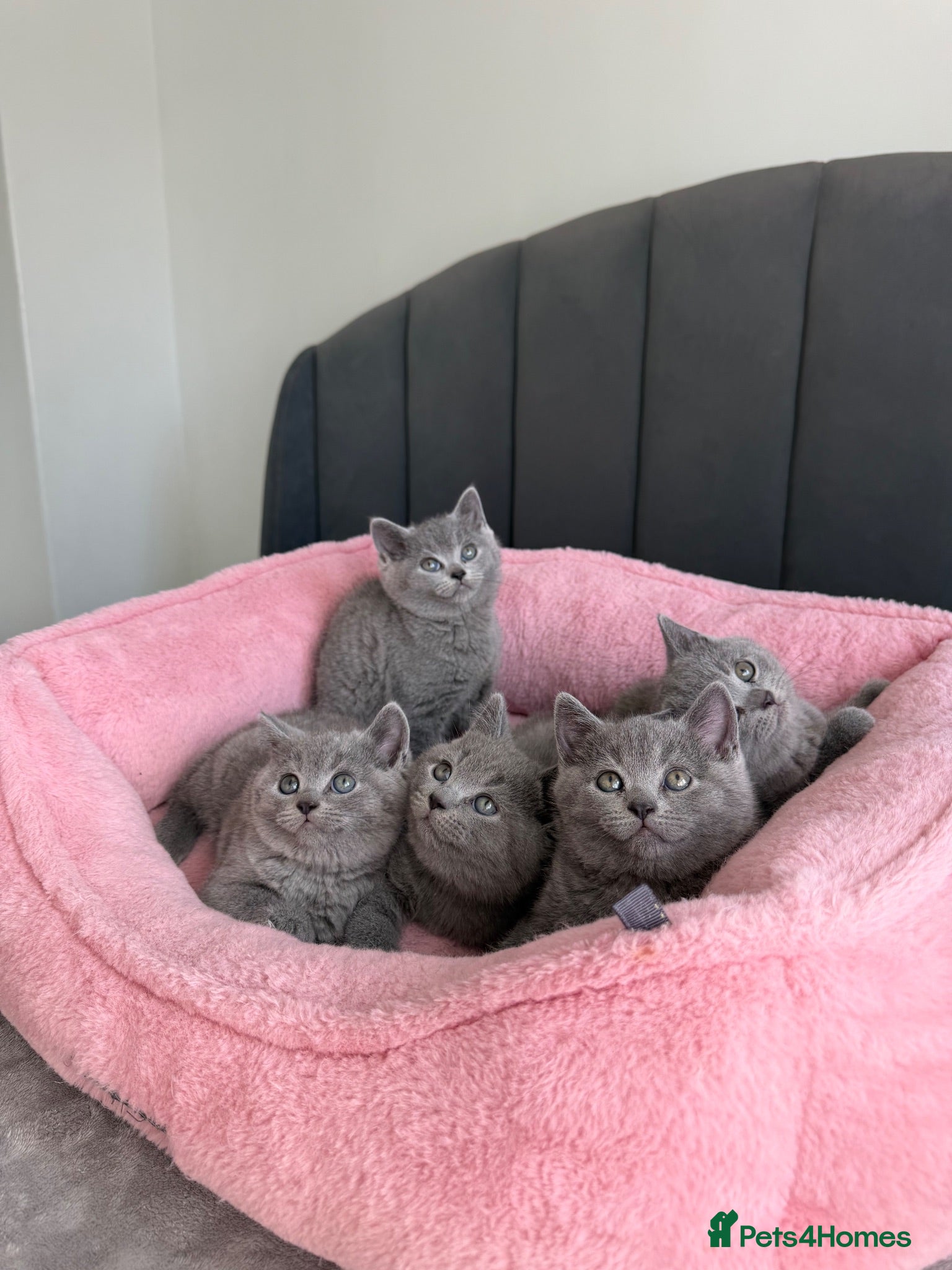 British Shorthair cats British shorthair kittens - Advert 2
