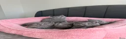 British Shorthair cats for sale: British shorthair kittens - Advert 2