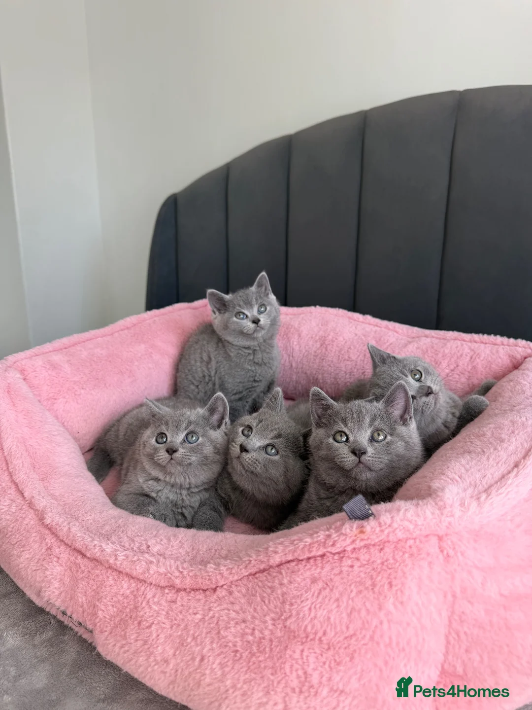 British Shorthair cats for sale: British shorthair kittens - Advert 2