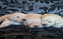 Golden Retriever dogs for sale: 🐾Pure Golden retrievers puppy🐾 - Image 25