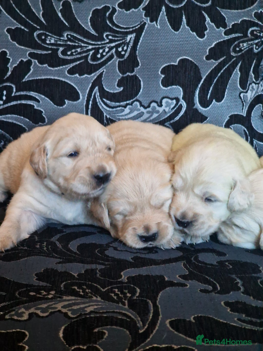 Golden Retriever dogs for sale: 🐾Pure Golden retrievers puppy🐾 - Image 25