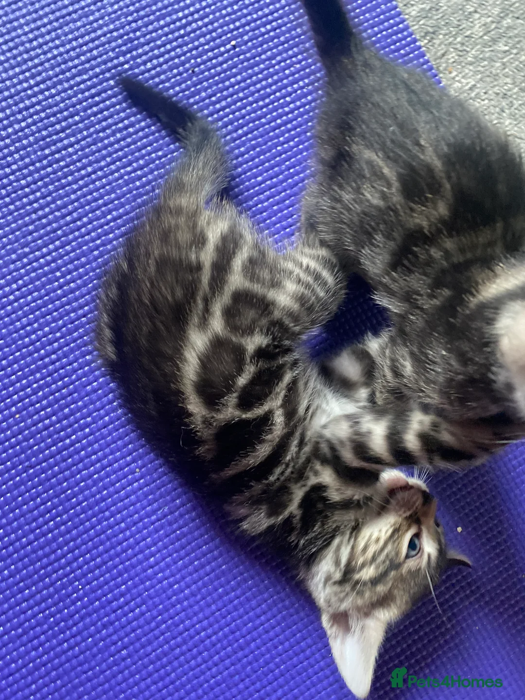Bengal cats for sale: Silver and Brown Pedigree Bengal Kittens For Sale  - Advert 19