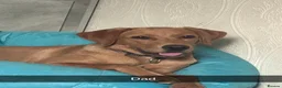 Labrador Retriever dogs for sale: Fox red Labrador puppies  - Advert 8