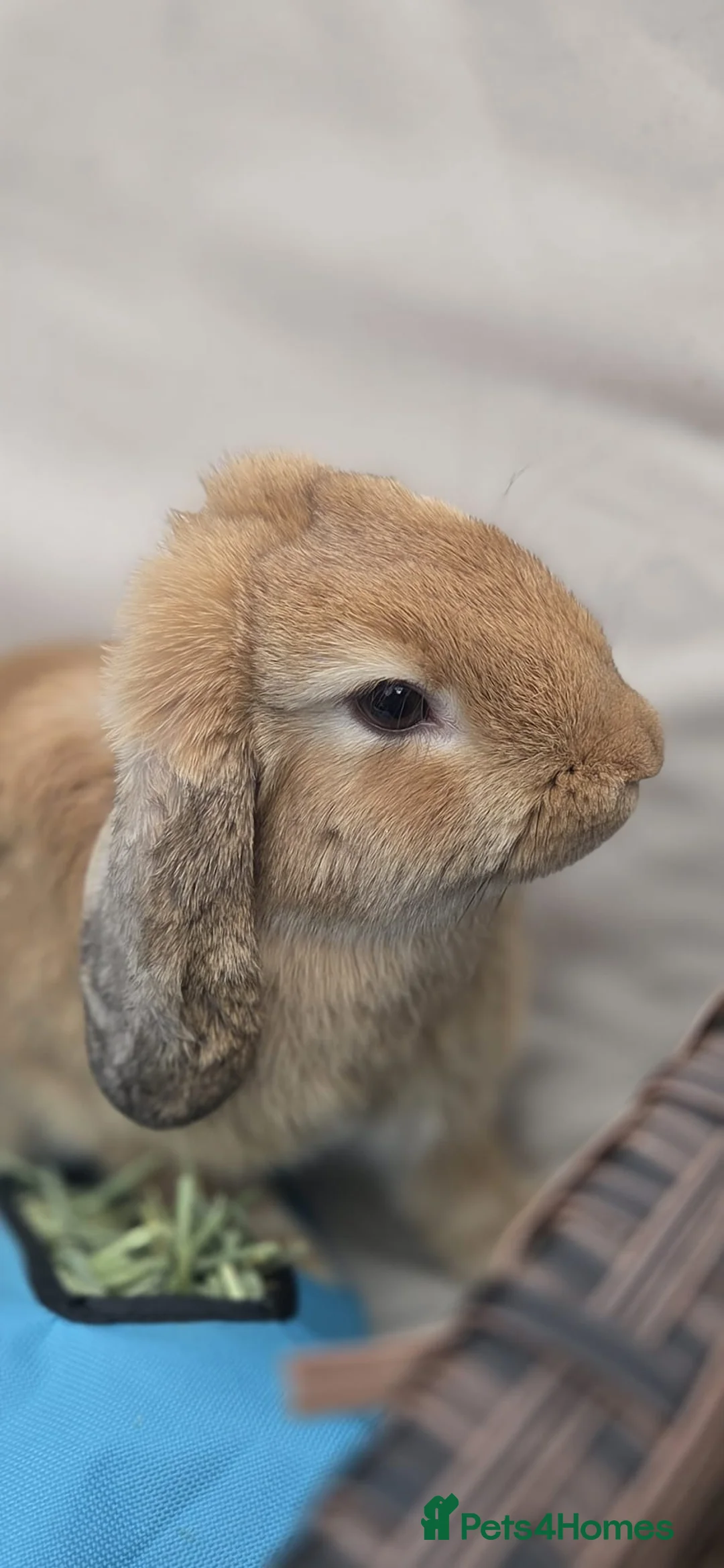 Mini Lop rabbits for sale: Beautiful Mini Lop Buck, Friendly & Gentle - Advert 1
