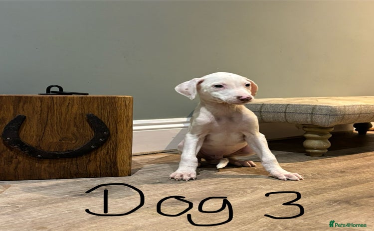 Lurcher dogs Lurcher puppies 👀🏡 - Advert 15