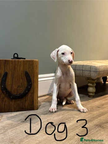 Lurcher dogs Lurcher puppies 👀🏡 - Advert 2