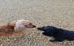 Cockalier dogs for sale: Gorgeous chunky Cockalier pupuchinos - Image 30