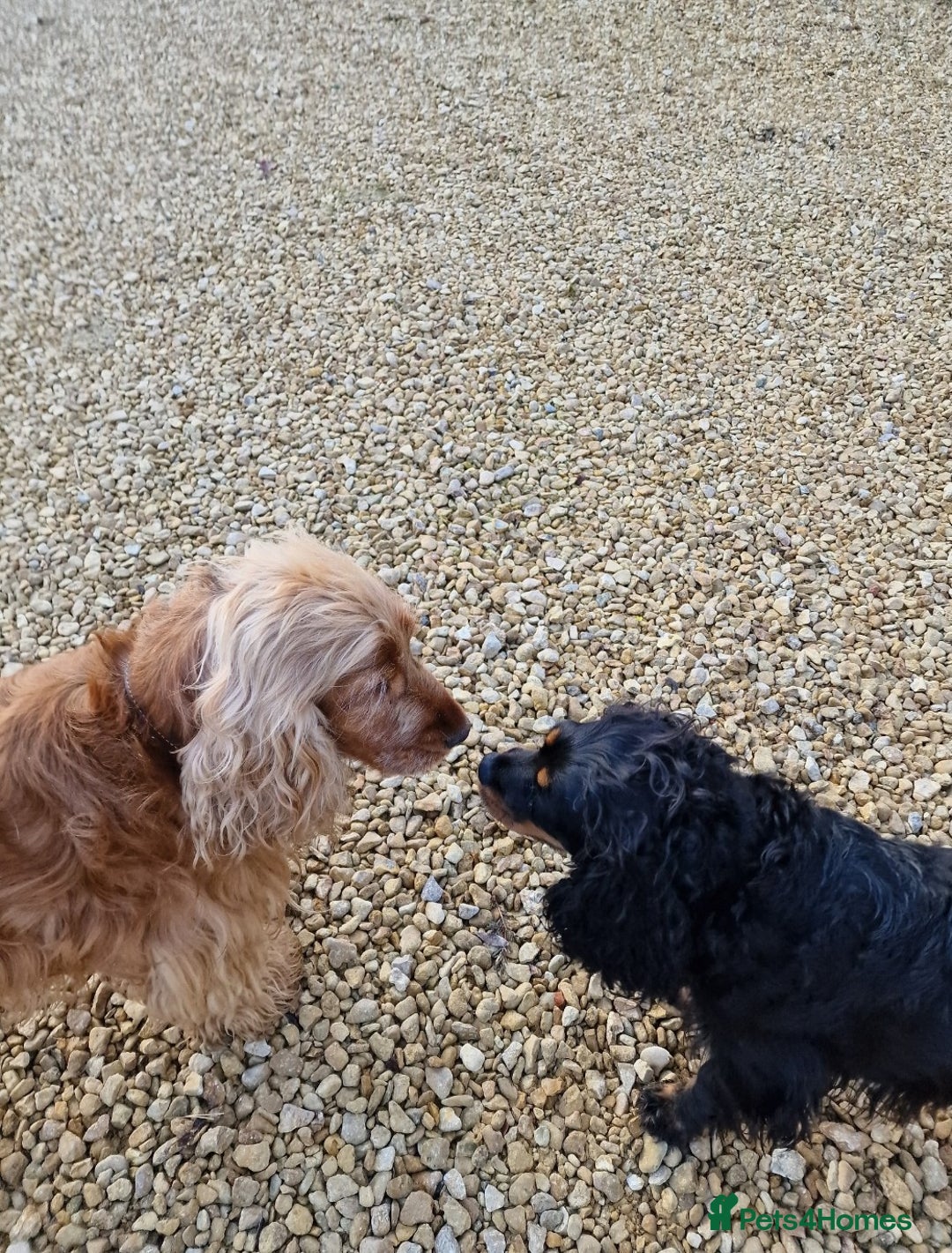 Cockalier dogs for sale: Gorgeous chunky Cockalier pupuchinos - Image 30