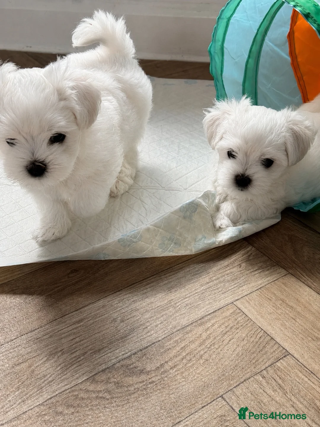 Maltese dogs for sale: KC Reg. Korean Maltese Pups Champion Bloodlines  in Macclesfield - Advert 2