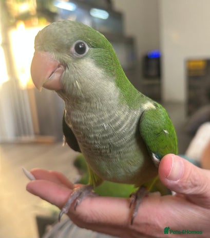 Parrots birds - Advert 18
