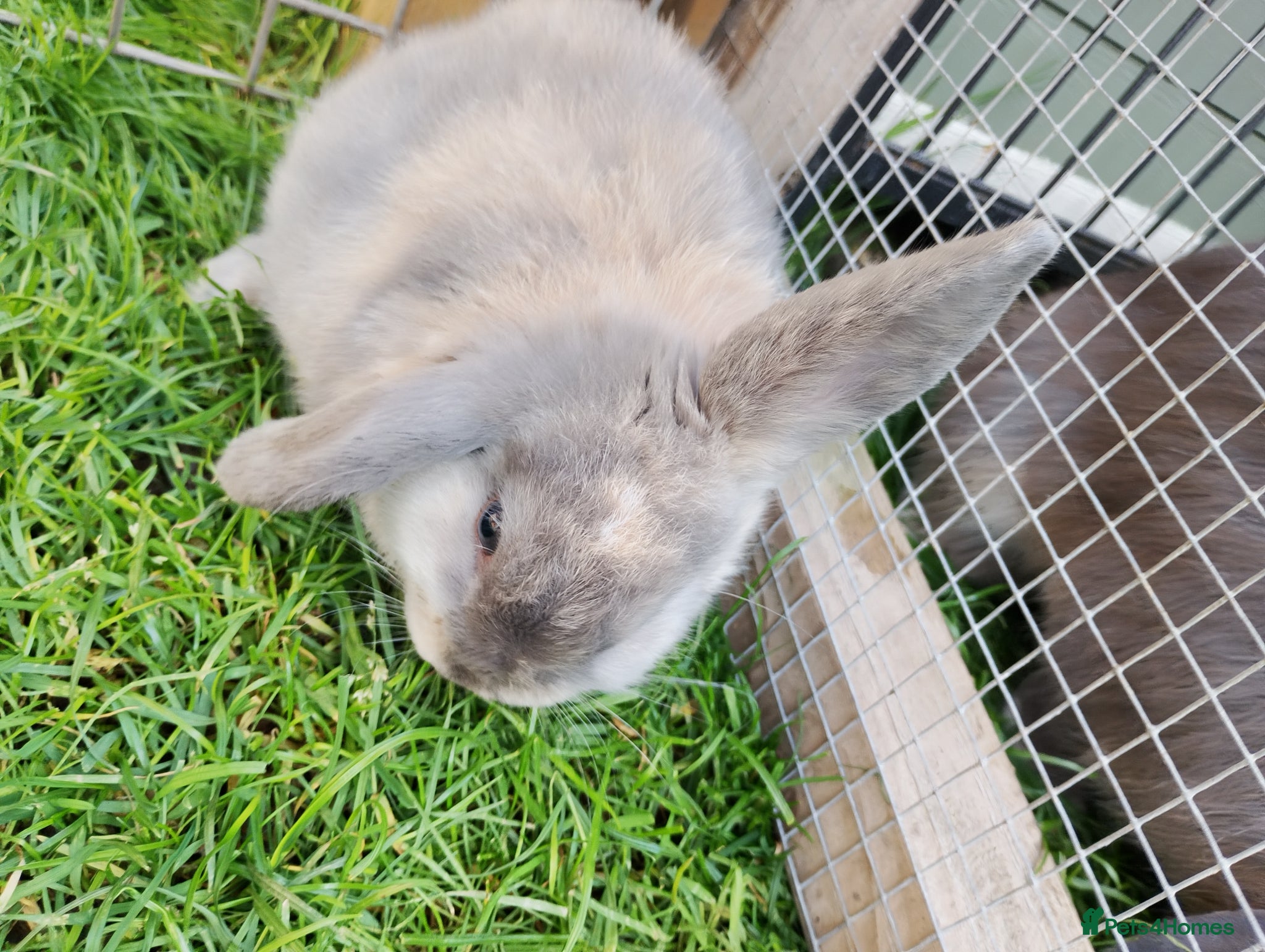 Mini Lop rabbits Mini lops - Advert 17