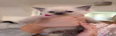 Ragdoll 5