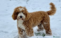Labradoodle dogs for stud: Outstanding Boy F/F -Hips 2/2 Elbows 0/0  - Image 1