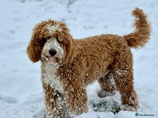 Australian Labradoodle dogs Outstanding Boy F/F -Hips 2/2 Elbows 0/0 - Advert 1