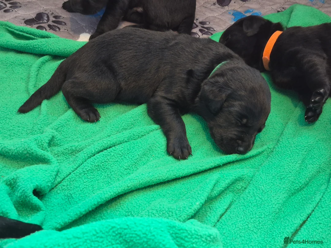 Labrador Retriever dogs for sale: Labrador black puppies  - Advert 2