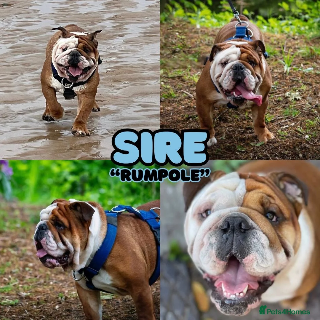 English Bulldog dogs for sale: English bulldogs waiting list due February  - Advert 5