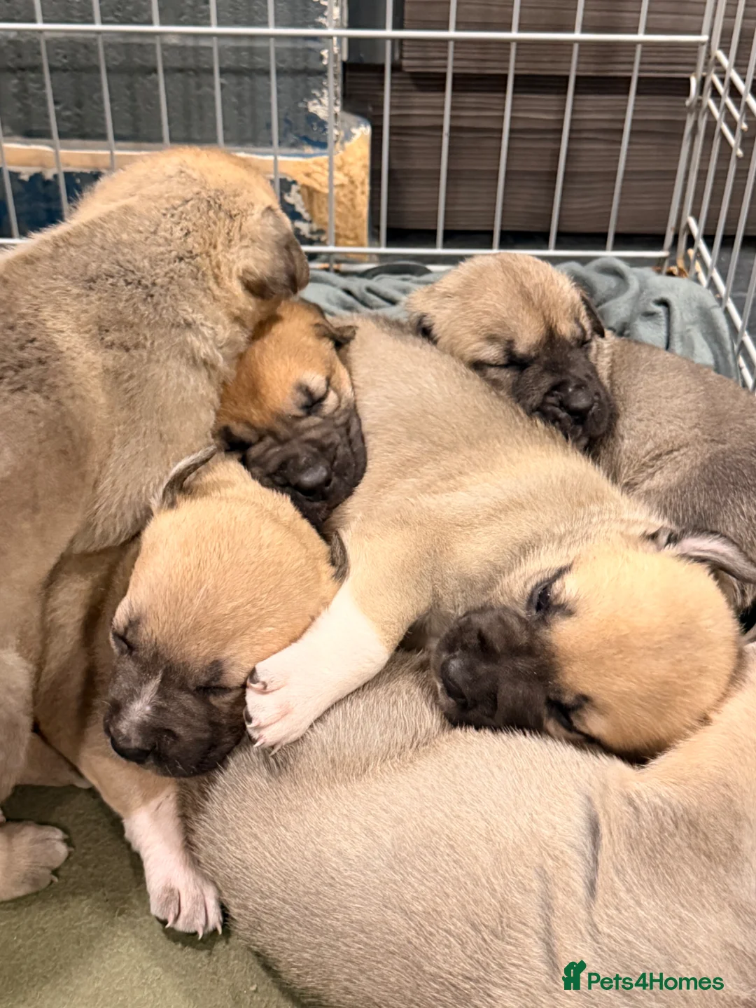 Mixed Breed dogs for sale:  £850! Ready! Stunning Kangal cross  - Advert 39