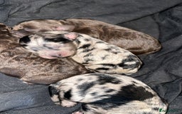Cockapoo dogs for sale: 5 gorgeous cockapoos - Image 19