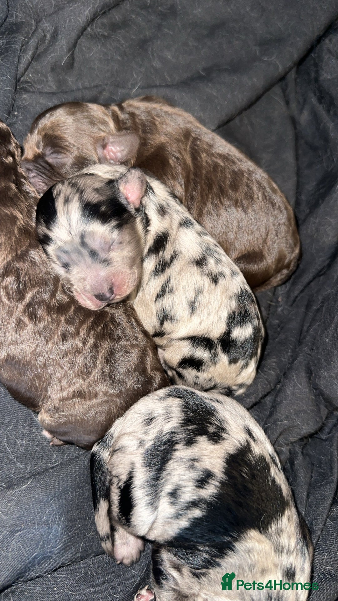 Cockapoo dogs for sale: 5 gorgeous cockapoos - Image 19
