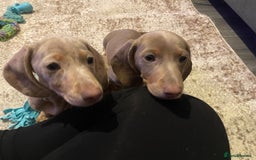Miniature Dachshund dogs for sale: KCRegistered Miniature SmoothHaired Dachshund Boys - Image 5