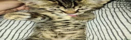 Mixed Breed cats for sale: White Male and stripy/spotty tabby males ready now - Advert 17