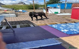Mixed Breed dogs for sale: 9 year old Staffador - Image 1
