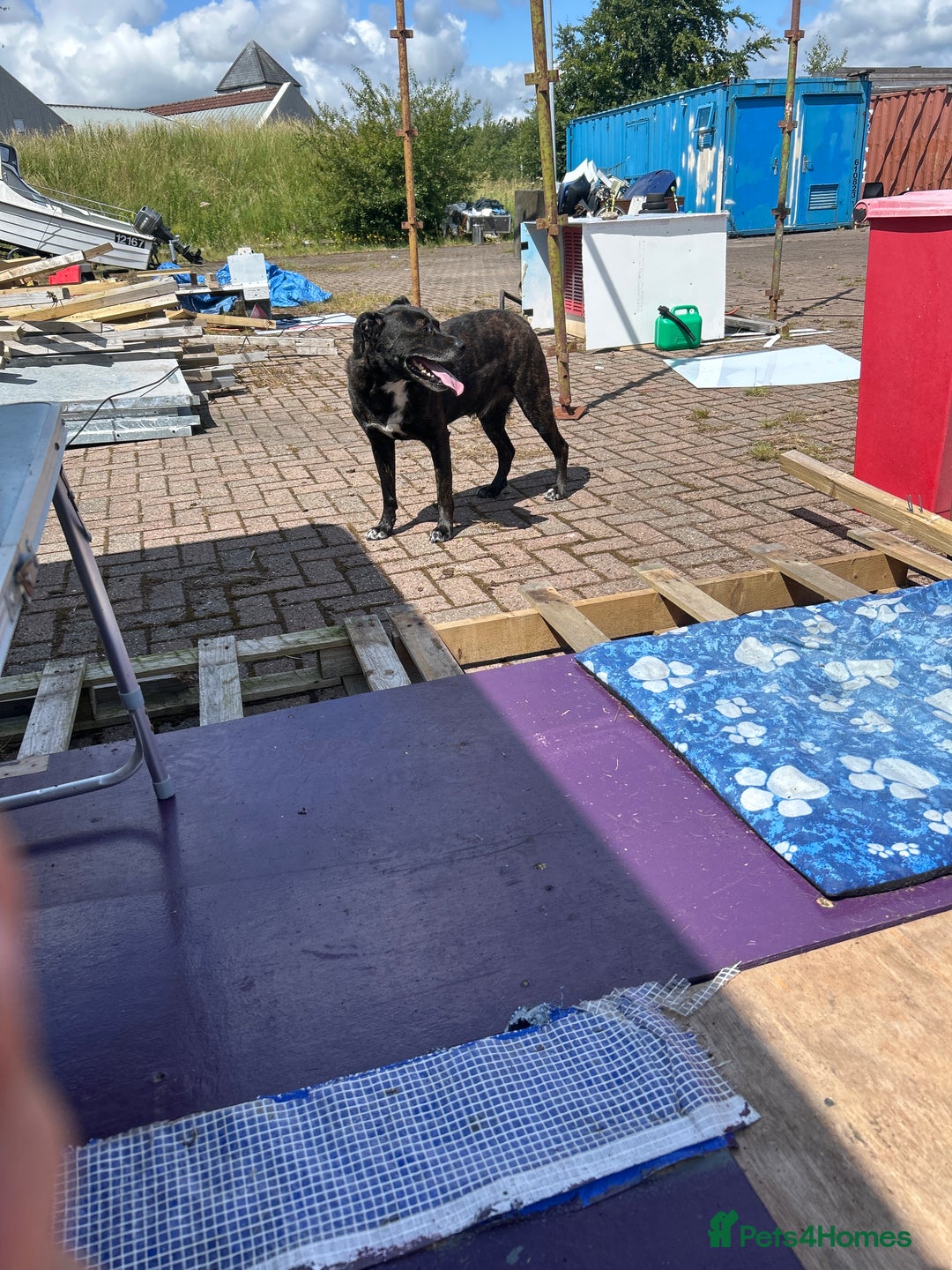 Mixed Breed dogs for sale: 9 year old Staffador - Image 1