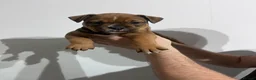 Olde English Bulldogge dogs for sale: OLDE ENGLISH BULLDOGGE PUPS, READY TO GO,NEBBR REG - Advert 32