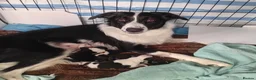Bearded Collie dogs for sale: Benn  in Widnes - Advert 1