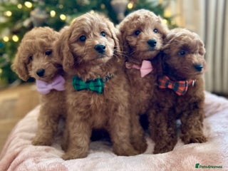 Goldendoodle dogs F1b Toy/Mini Goldendoodles - DNA/health tested - Advert 1
