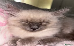 Ragdoll cats for sale: READY TO LEAVE Purebred ragdolls - Image 34