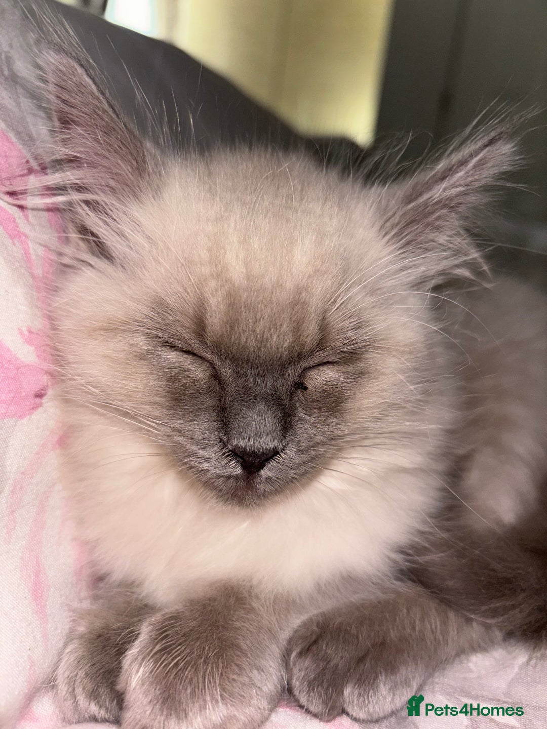 Ragdoll cats for sale: READY TO LEAVE Purebred ragdolls - Image 34