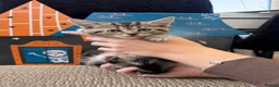 Mixed Breed cats for sale: Beautiful tabby kittens for sale  in Brighton - Advert 5